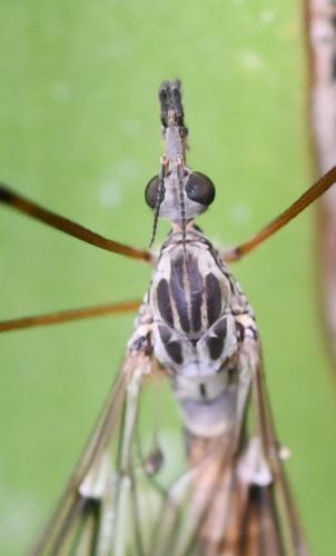 Réf. 268 652 : Tipula sp.